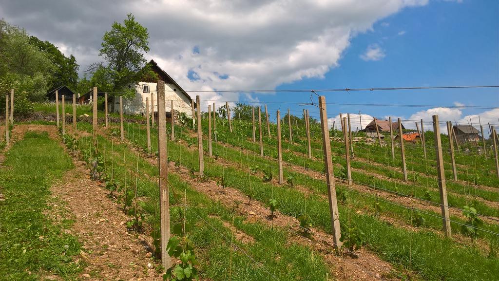 Vineyard Cottage Lustek ノヴォ メスト エクステリア 写真